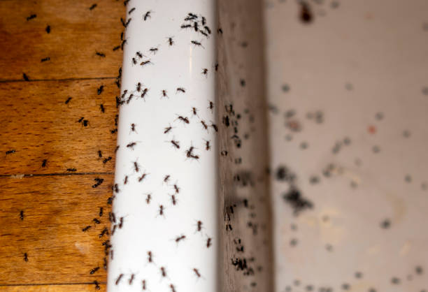 Best Best Pest Control Companies  in Sutton Alpine, AK